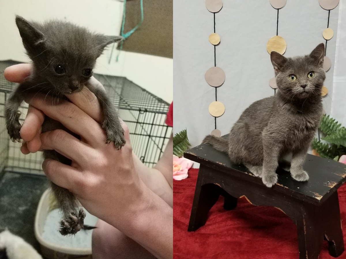 A cat and a dog in pet carriers
